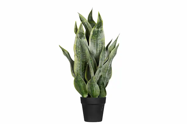 Konstväxt Sansevieria