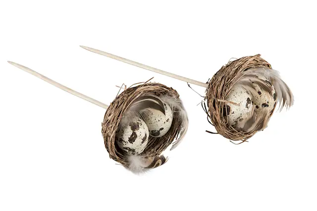 Stick Fågelbo Vaktelägg