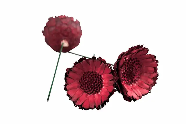 Protea Comp/Tråd Röd