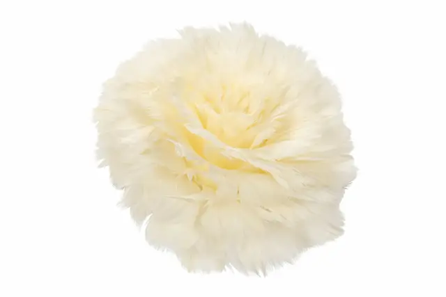 Fjäderblomma Med Clip Vanilj