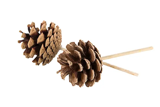 Stick Kotte Natur