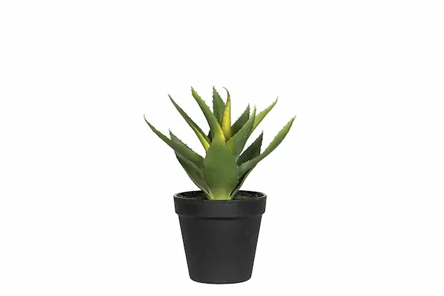 Konstväxt Aloe Vera