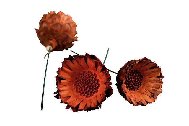 Protea Comp Trådad Orange