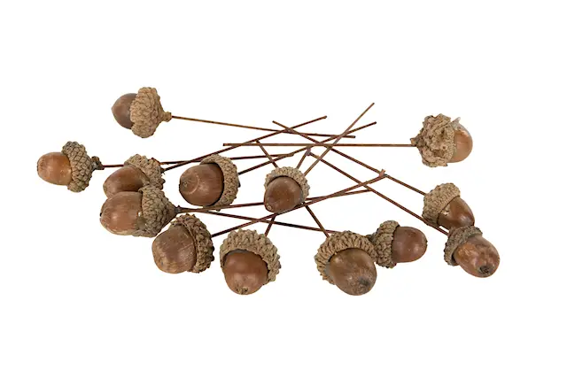 Stick Ekollon Trådad Natur