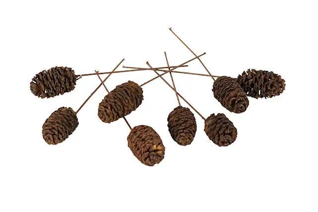 Stick Alkotte Trådad Natur