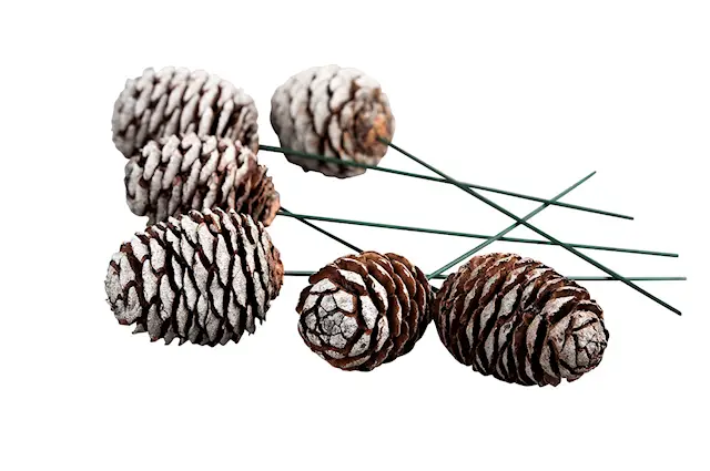 Stick Muurii Trådad Natur