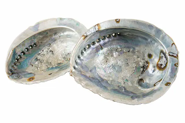 Snäcka Abalone Medium