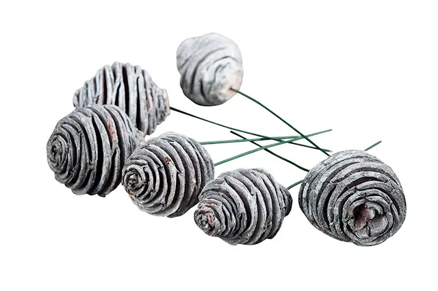 Stick Platyspernum Trådad W.Wash