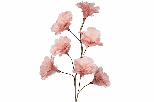 Kvist Fjäderblomma Gammelrosa