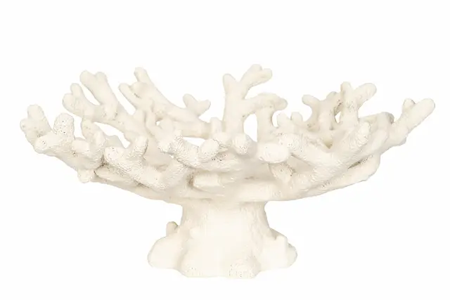 Fat På Fot Korall Poly