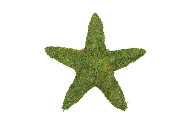 Mossstjärna