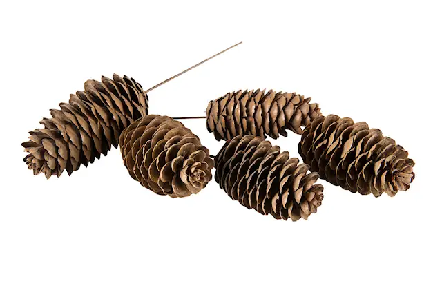 Stick Avlång kotte Trådad Natur